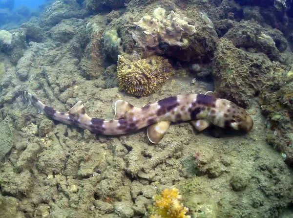 10 giống loài mới được phát hiện trong năm 2013 ảnh 1